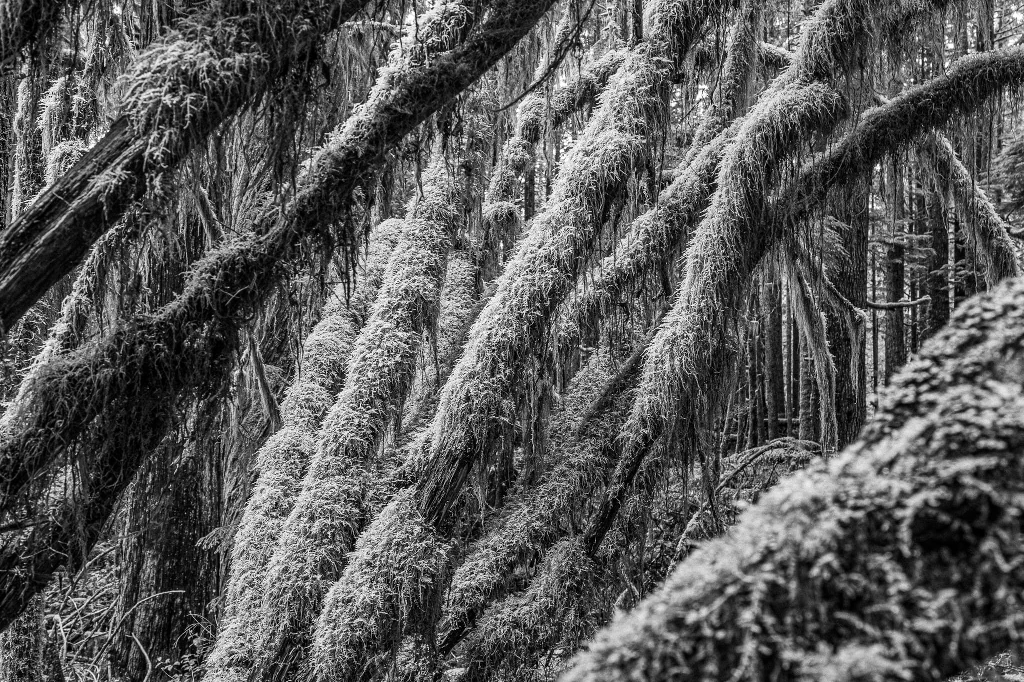 A photograph of a tree trunk with moss growing on it, taken by Davin Chiupka